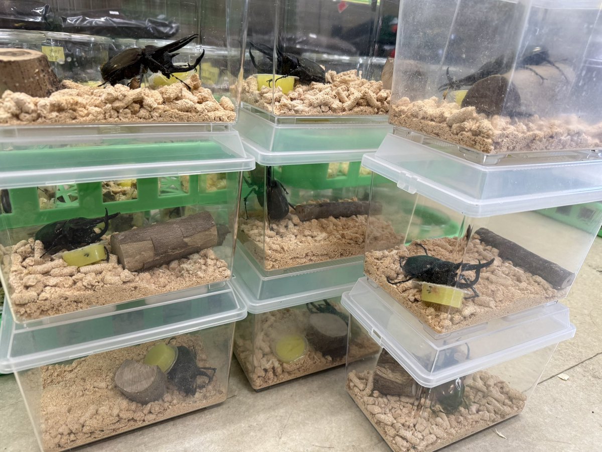 INSECT MART （インセクトマート） tweet media