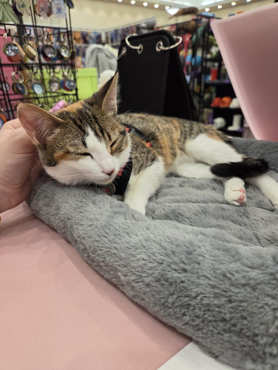 Hikaroo - Artist, VTuber, VA tweet media