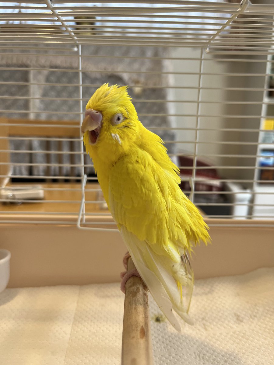 水浴び後の叫び
 #叫んでいる鳥選手権