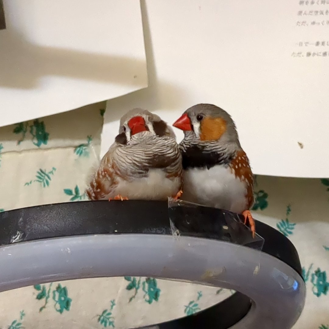 かとうみき tweet media