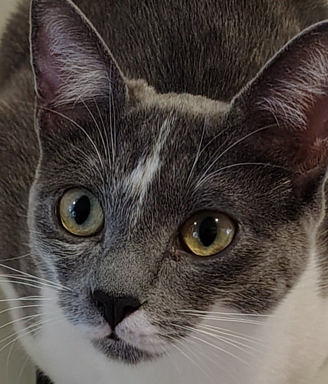 °❀⋆. 𝐻𝑎𝑟𝑢𝑘𝑎 .✦ ݁˖ tweet media