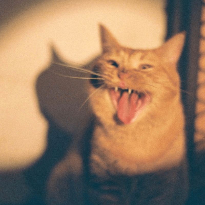 THE MAGAZINE tweet media