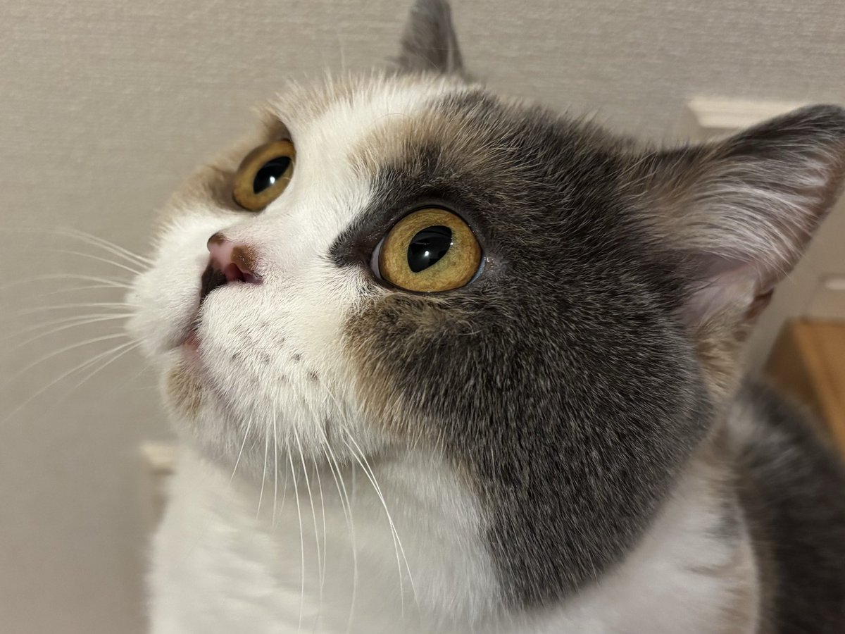 uuu-suke tweet media