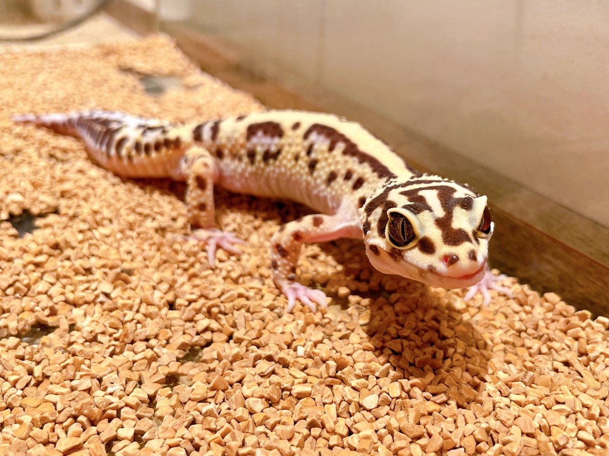 今日もカッコいいトカゲちゃん🦎

ただ今のお時間、ご予約なしでご案内可能です✨
皆様のご来店をお待ちしております🌟

☎︎ 045-225-8815

#leopardgeckos #ヒョウモントカゲモドキ #animalcafe #動物カフェ #横浜中華街