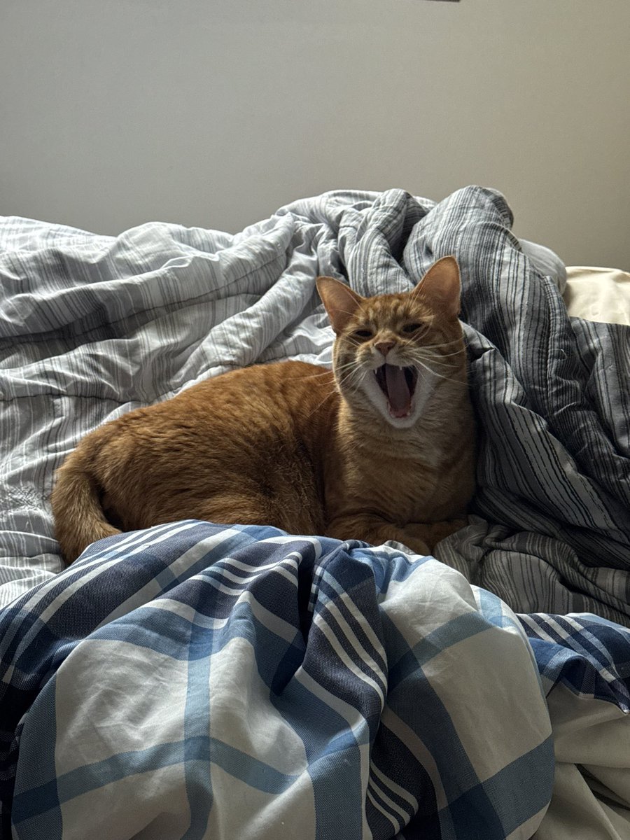 Perfectly Still band tweet media