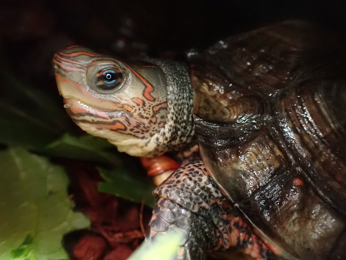 野生人 tweet media