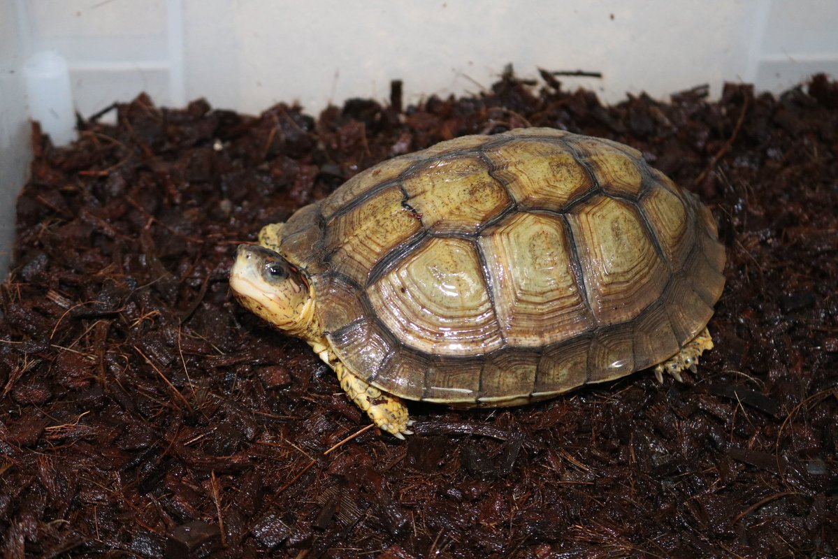 野生人 tweet media