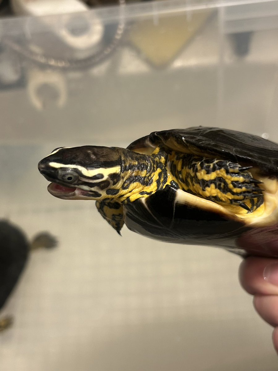 野生人 tweet media