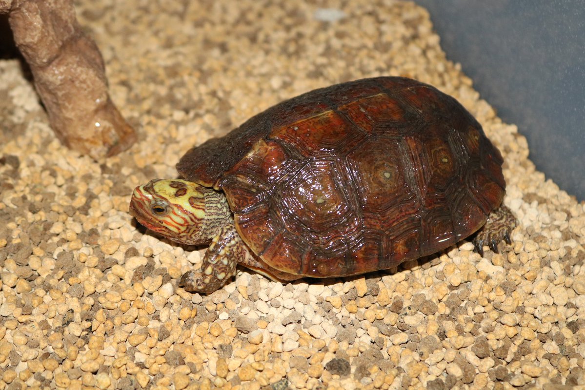 野生人 tweet media