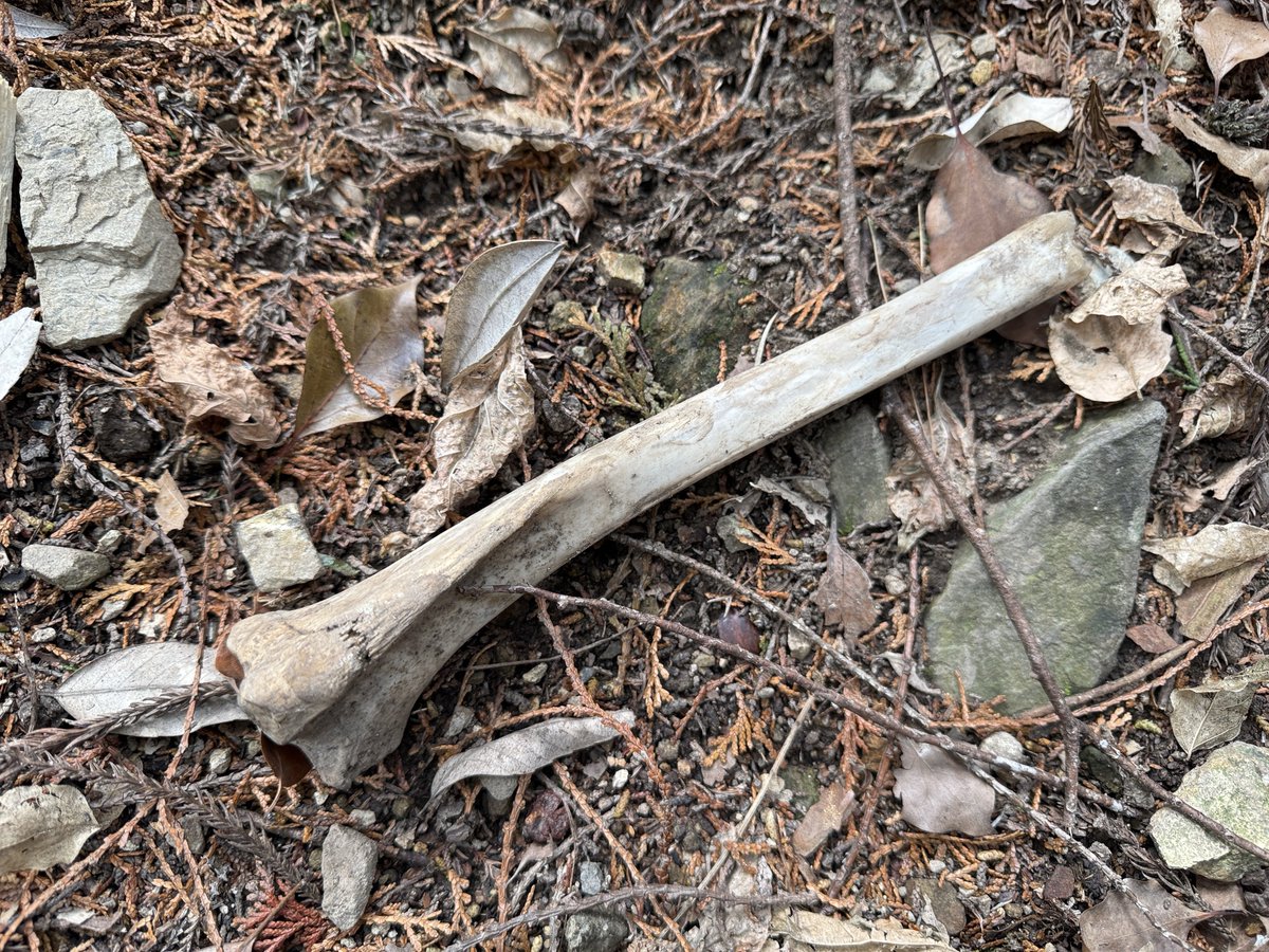 えねる𓃭𓀠𓃵𓂀𓊿𓂾 tweet media