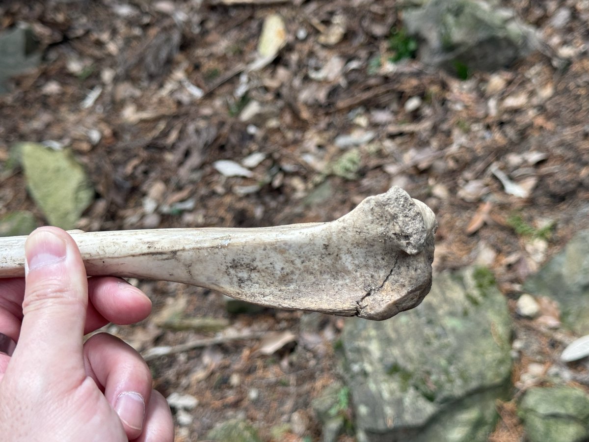 えねる𓃭𓀠𓃵𓂀𓊿𓂾 tweet media