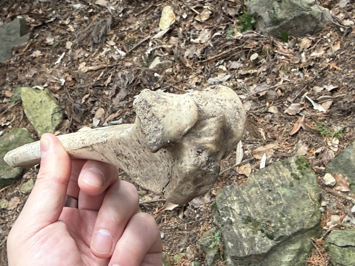 えねる𓃭𓀠𓃵𓂀𓊿𓂾 tweet media