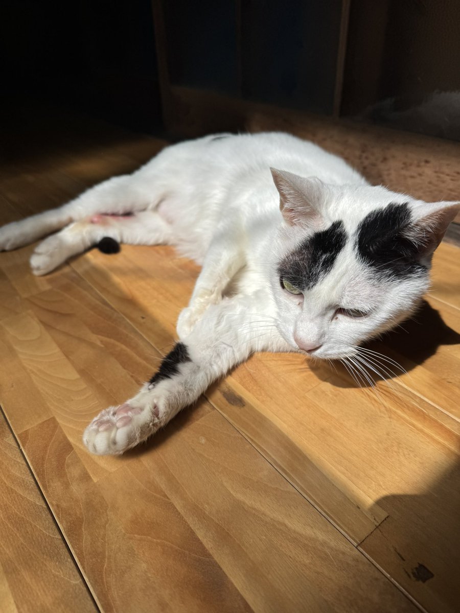 ごろー tweet media