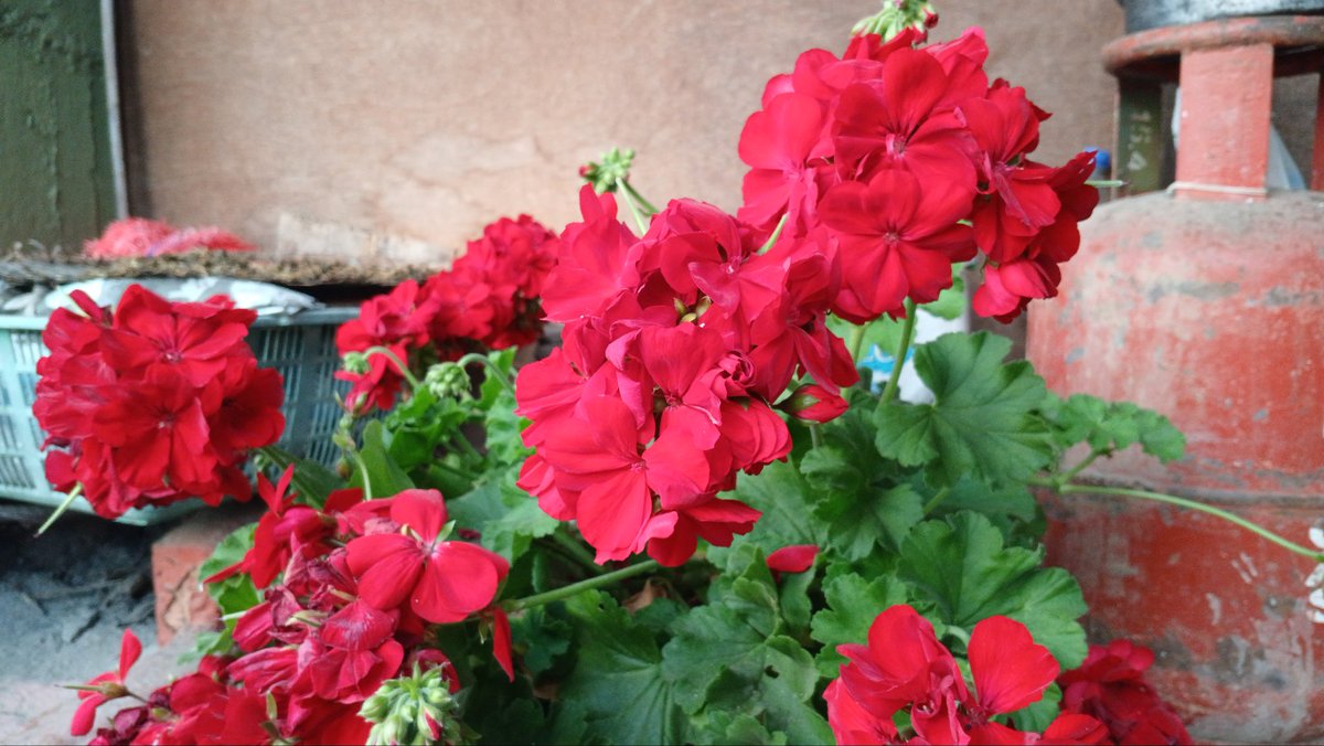 ॐ~~
शनिश्चराय नम:~~
ल सवैलाई शुभ-विहानी ।
जयहोस् ।
☕️☕️