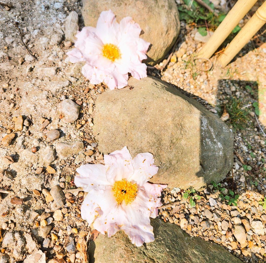 遠野九重＠役立たず８巻４月１日発売 tweet media