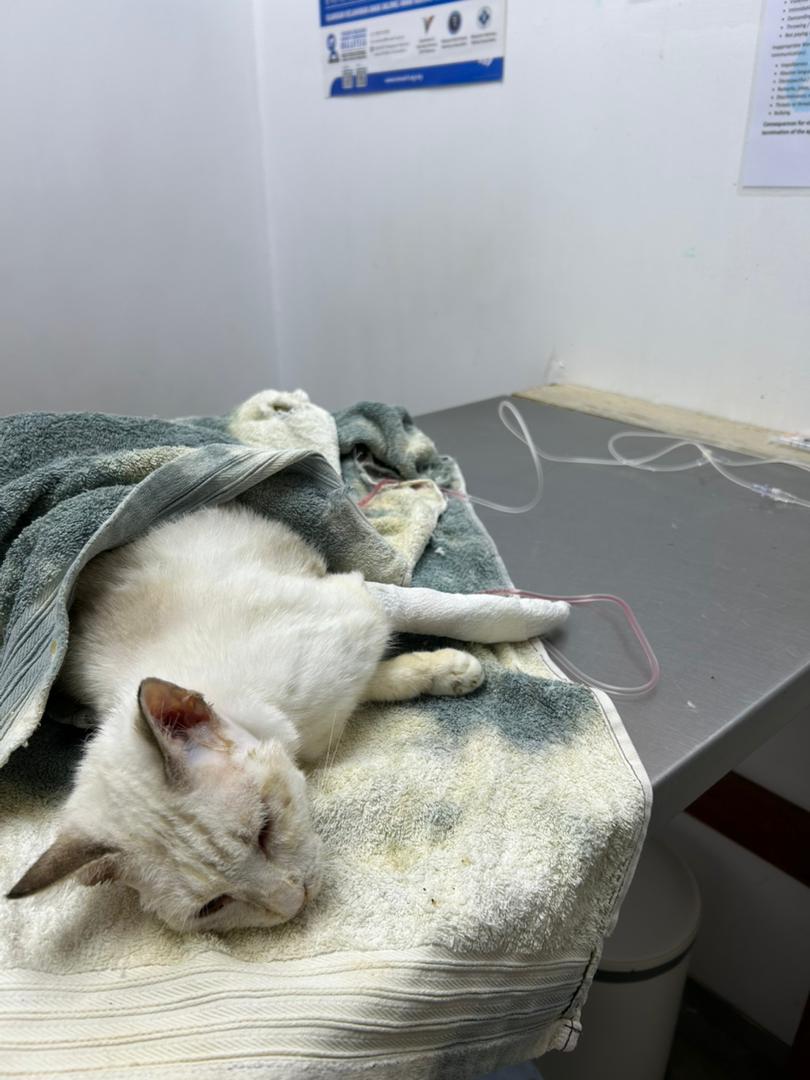 fourmeows tweet media