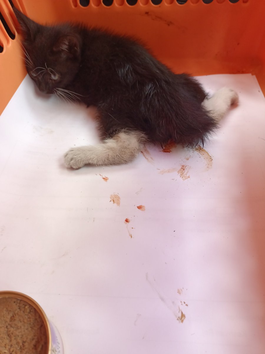 Alhamdulillah sangat2 kepada orang ramai yang sudi bantu donate/share post rescued cats ni.

Masih perlukan bantuan 140 donors X RM 10. 

If u’re able to help, any amount is greatly appreciated🙏🏼

If u cant donate, pls help me by sharing this post. May Allah swt bless yall❤️