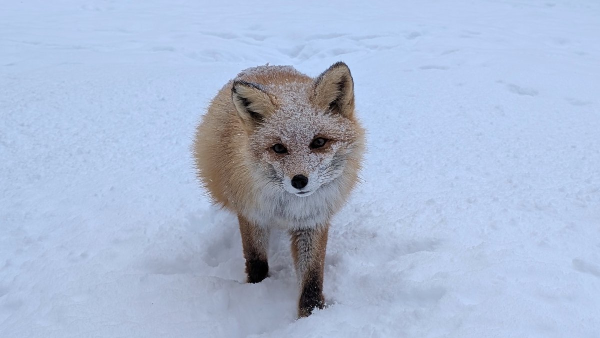 北きつね牧場【公式】 tweet media
