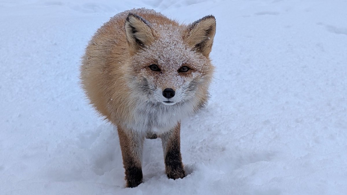 北きつね牧場【公式】 tweet media