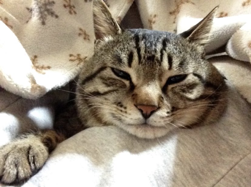 tarin☆o(≧▽≦)o☆ tweet media