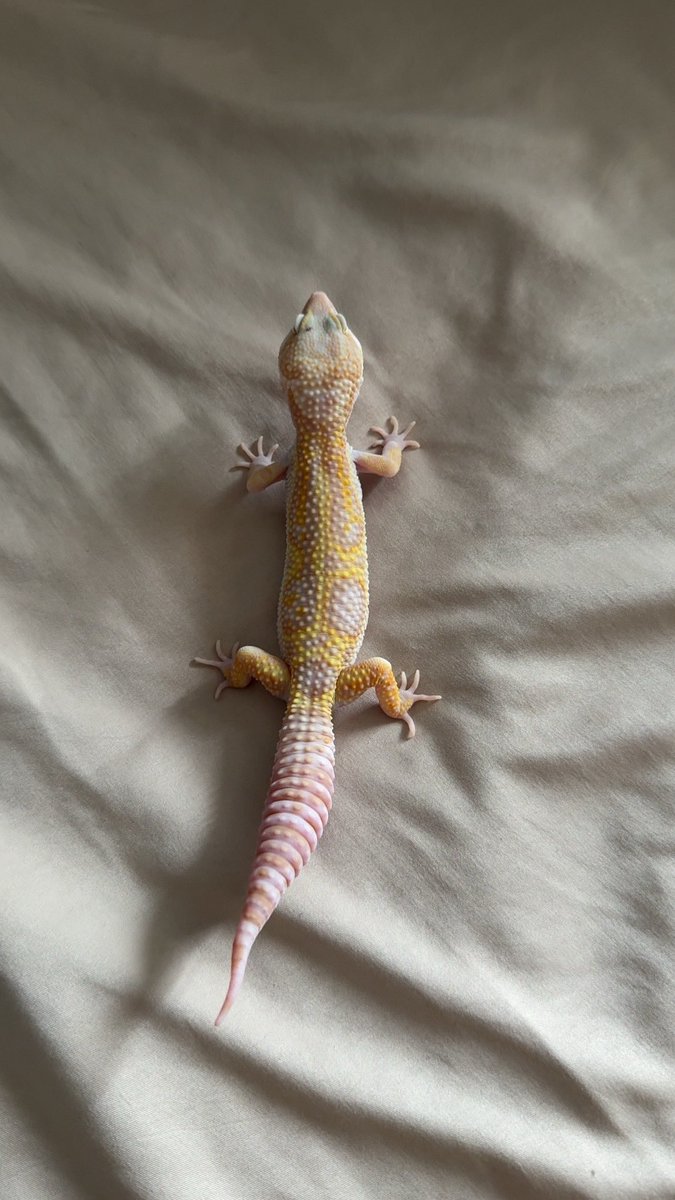 全世界最爱豹纹守宫的人 tweet media