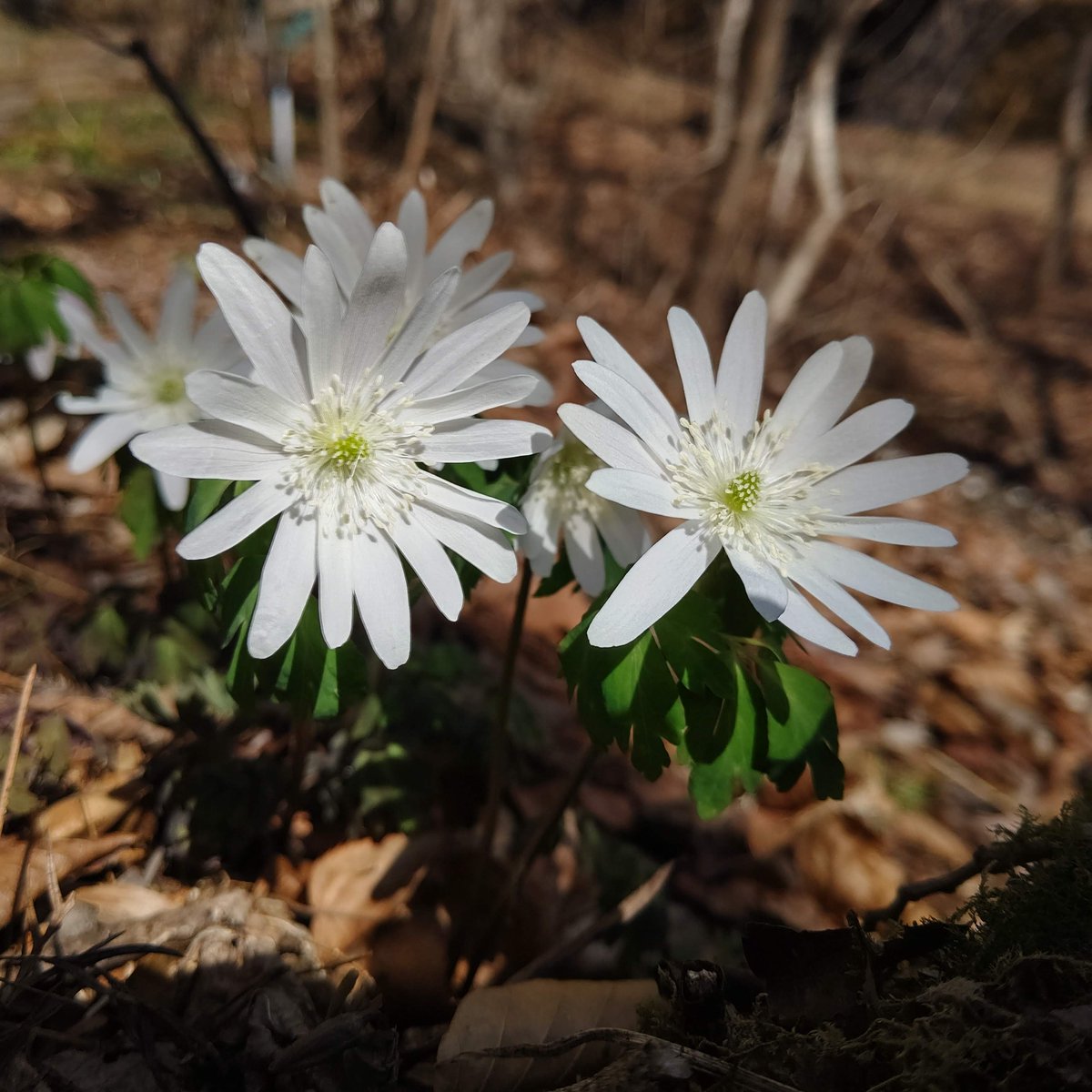 東京大学 卒業生担当 / The University of Tokyo Alumni tweet media