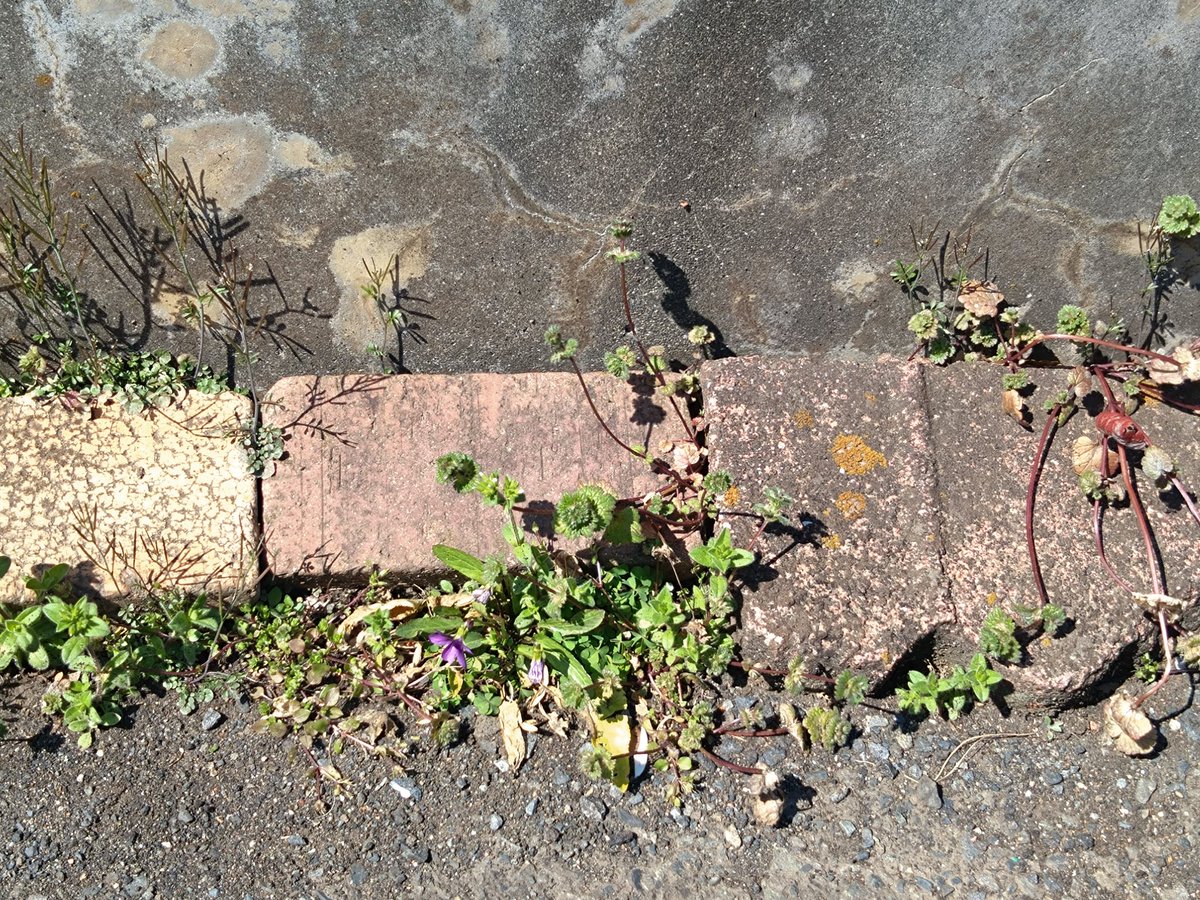 林田慎吾 tweet media