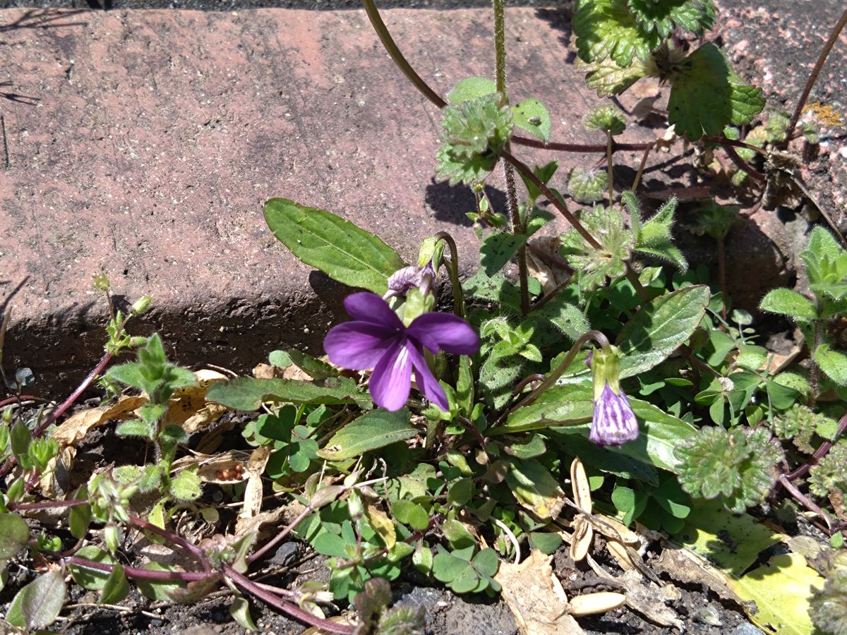 林田慎吾 tweet media