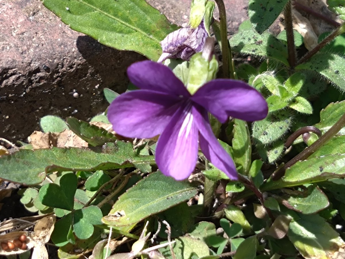 林田慎吾 tweet media