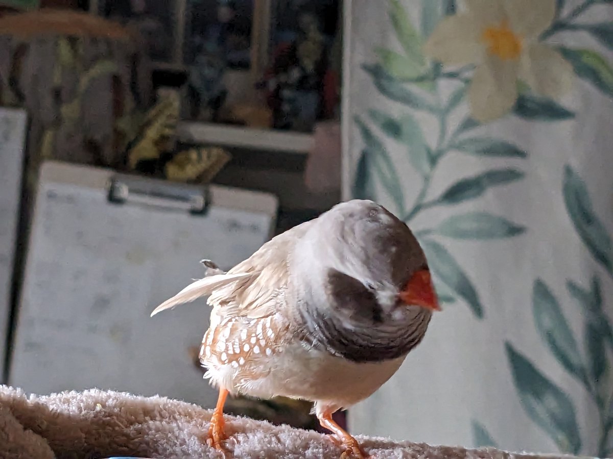 かとうみき tweet media