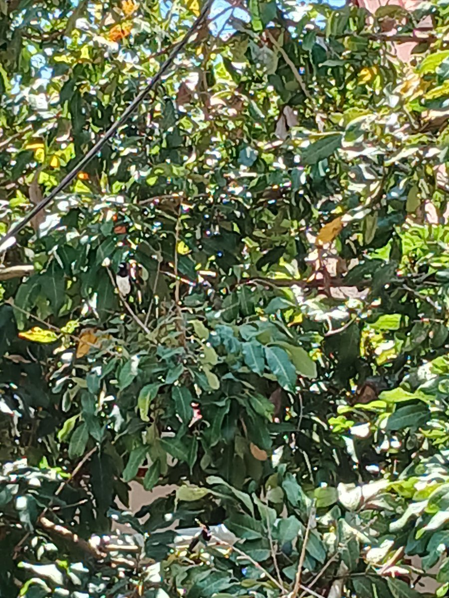 bird watching🐦

(ada dua burung di gambar ini, coba tebak dimana😆)