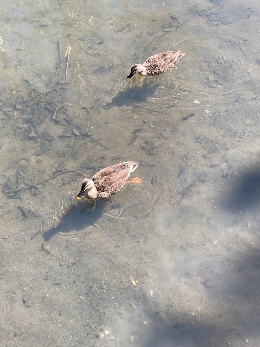 viktol141's tweet photo. 良い天気
鳥も元気 https://t.co/etDe3bfosP