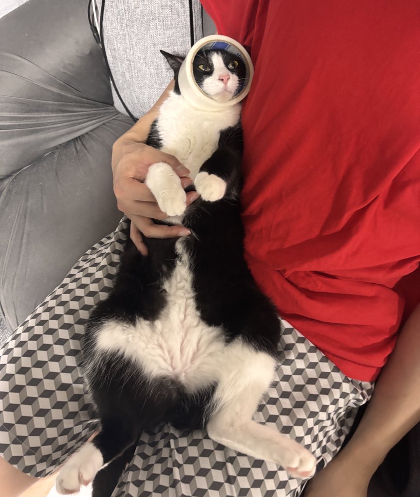 ハチワレ猫しゃち tweet media