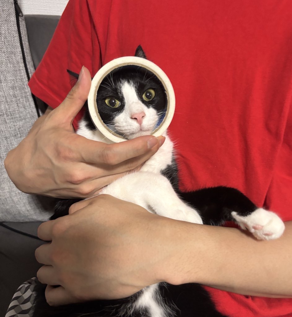 ハチワレ猫しゃち tweet media