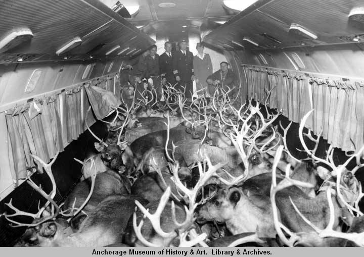 Lynxzyboy tweet media