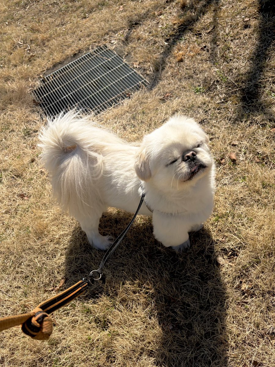 芝で立ち止まり、春のポカめきを感じていた