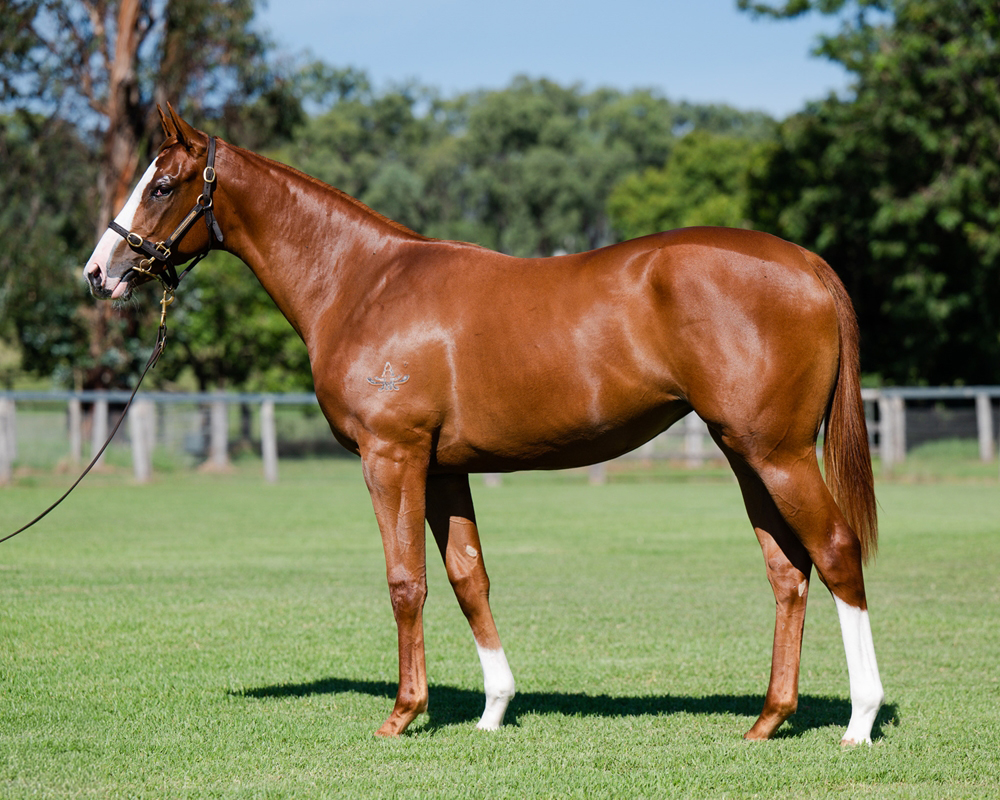 Kia Ora Stud tweet media