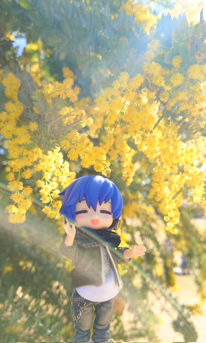 ミモザ咲いてるのちゃんと見たことなかったので大きい公園に来ました

 #ねんどり  #KAITO