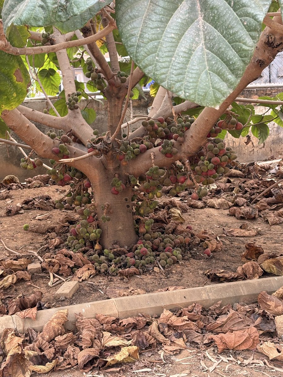 Toshi Gupta tweet media