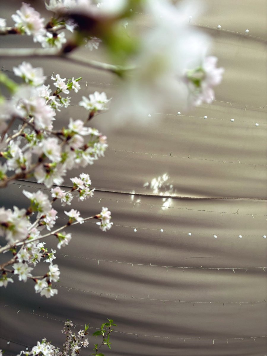 スタジオパラディ🌷春の花屋装花ご予約受付中 tweet media