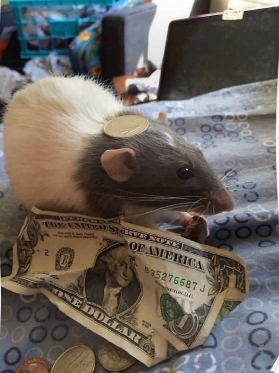 Noah’s Ark 🚢 tweet media