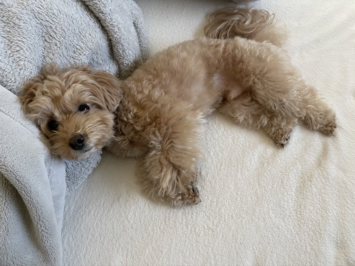 ふわふわマルプーのシフォン tweet media