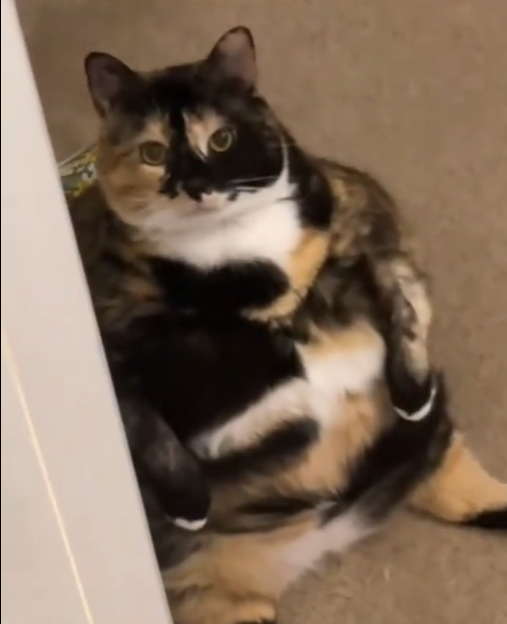 beni (şişko kedi) eleştirin 

tek tek okuyacağım