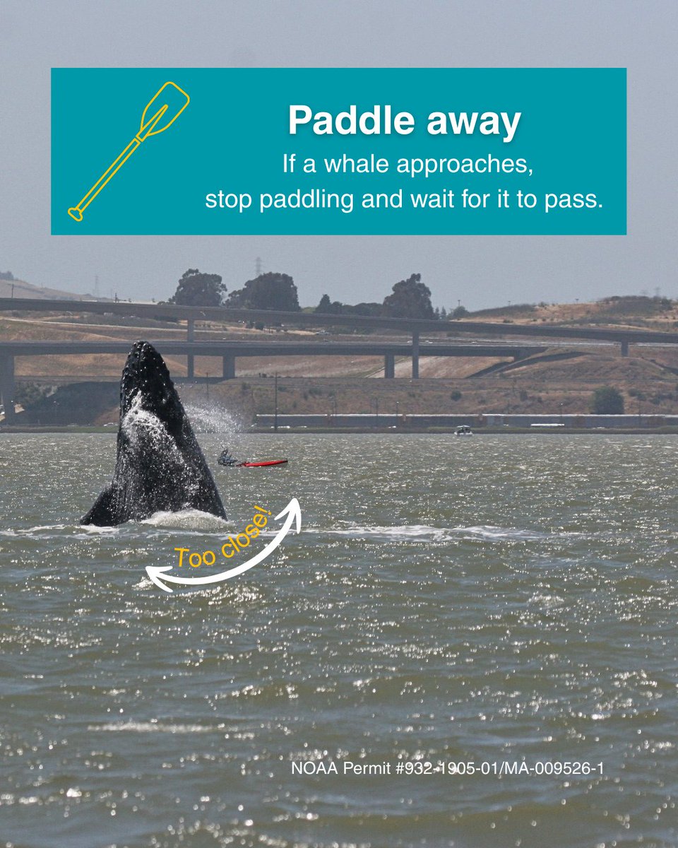 The Marine Mammal Center tweet media