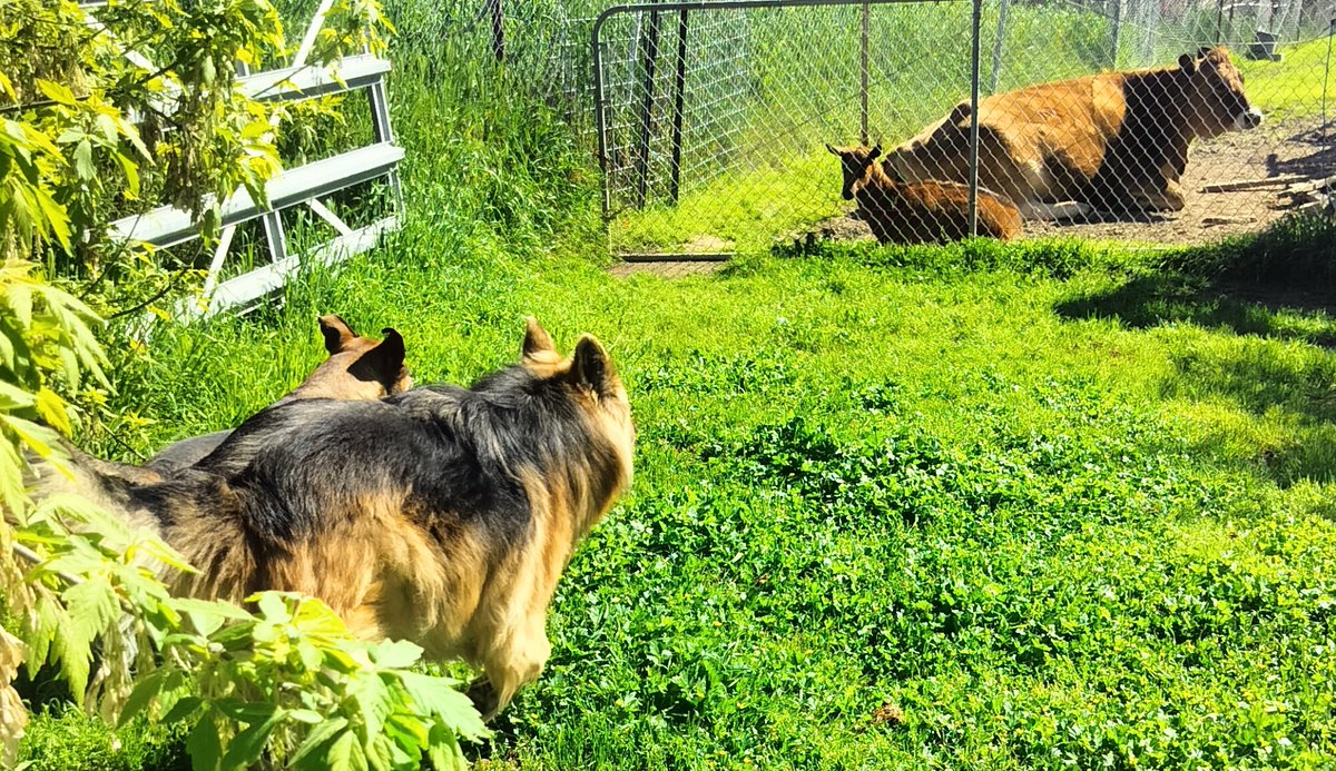 BonnieblueBlue's tweet photo. Lucy and Oscar are about to have some company 😅 #LucyTheJerseyGirl #OscarTheGoat #FriedaBeans #ApolloTheGSD https://t.co/vhEeiAEUxA