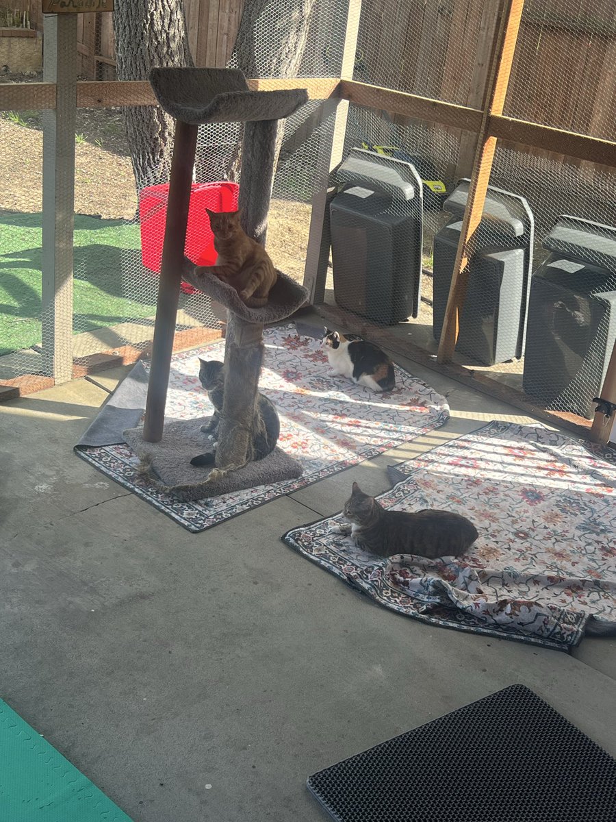 🚀RocketCatRescue🐈 tweet media