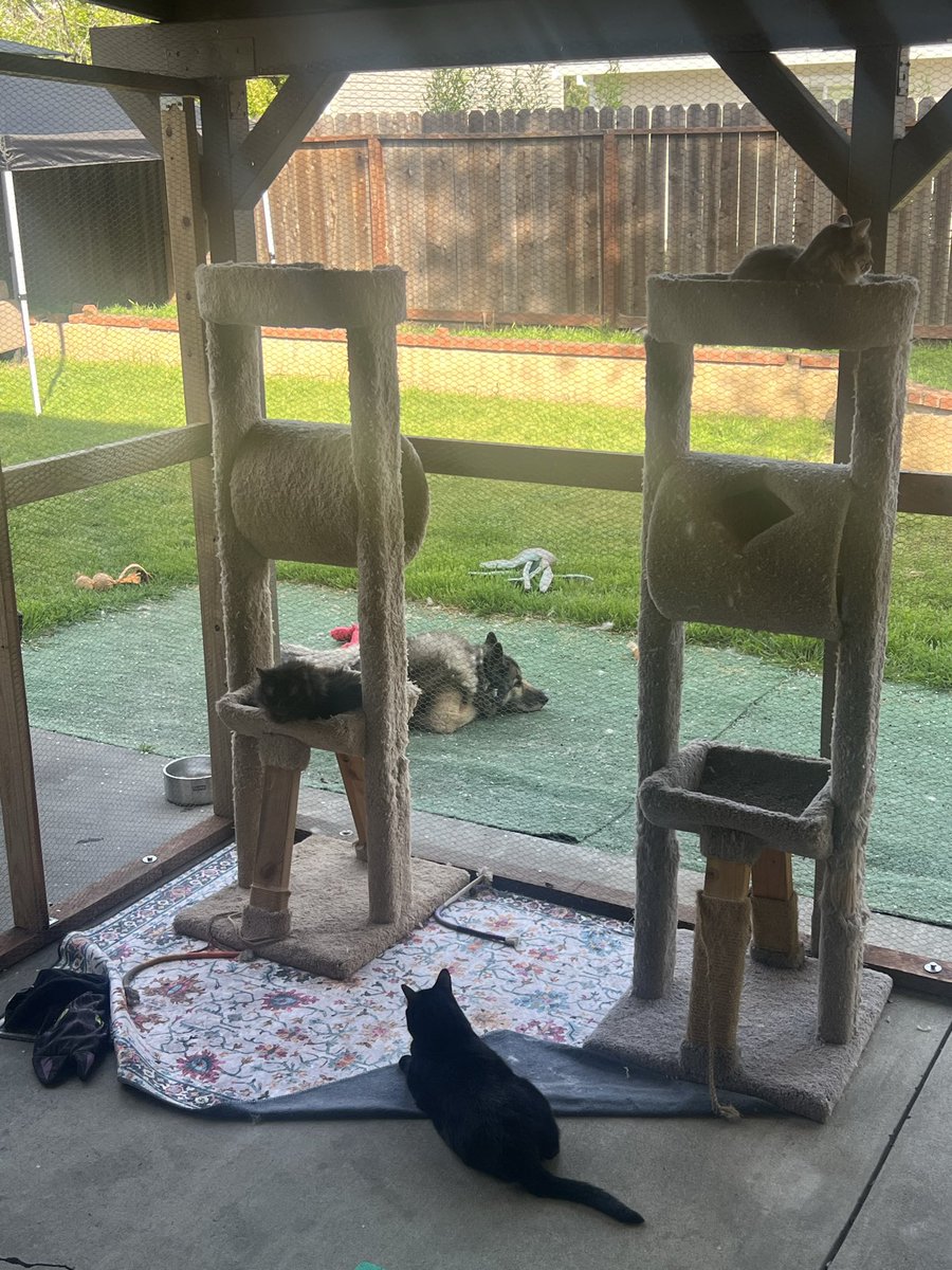 🚀RocketCatRescue🐈 tweet media