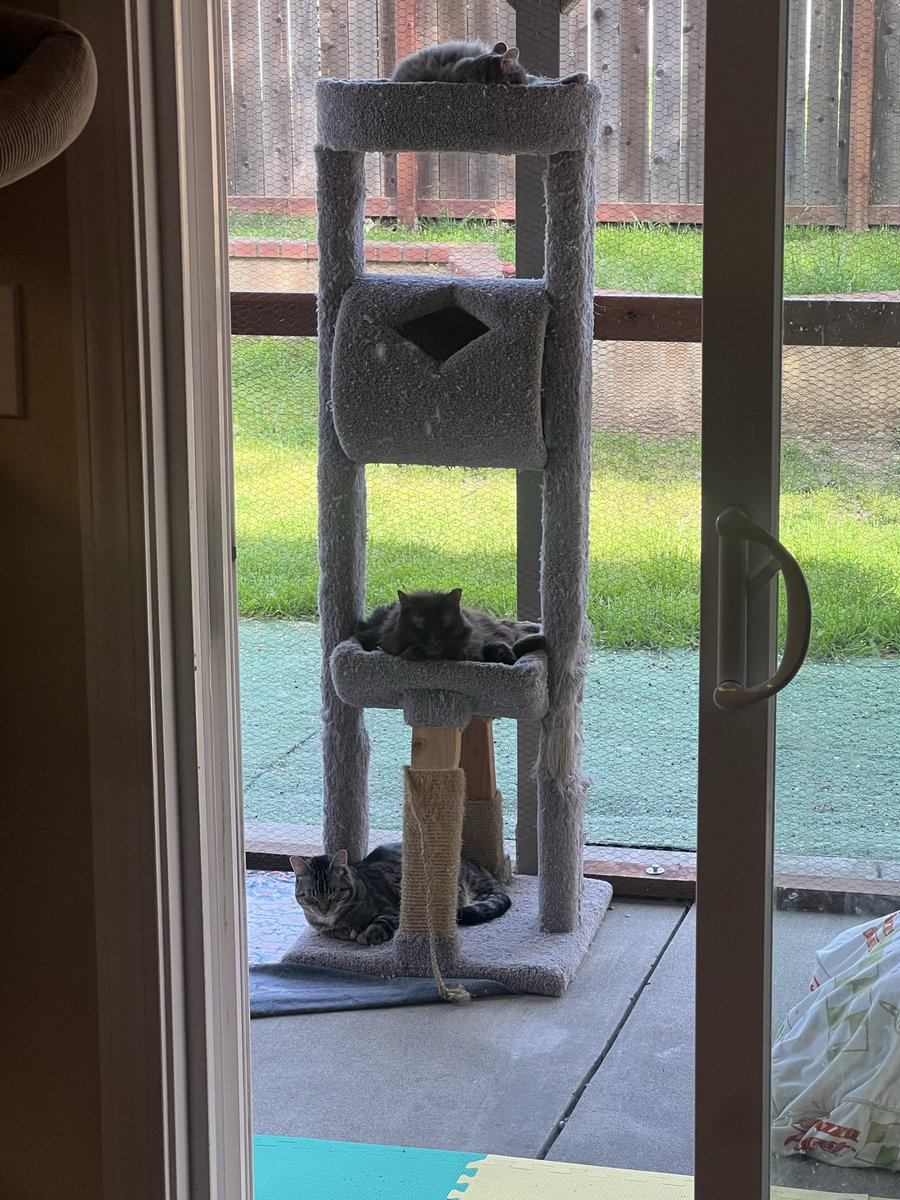 🚀RocketCatRescue🐈 tweet media