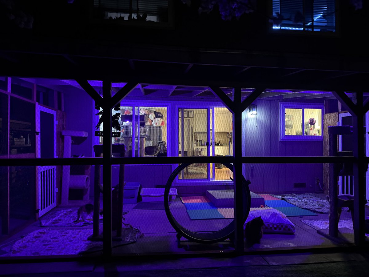 🚀RocketCatRescue🐈 tweet media