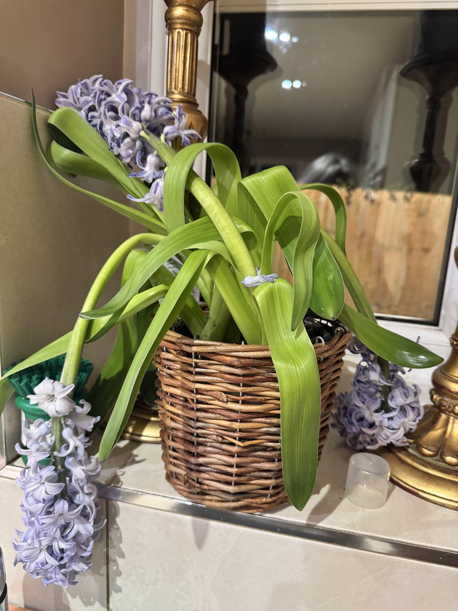 📚✍️Milly Johnson ✒️🐕🐈‍⬛ tweet media